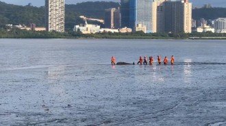 抹香鯨母子擱淺八里沙灘！幼鯨不幸亡　母鯨獲救重返海洋