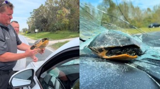 天降神龜！他開車上路遭烏龜撞破擋風玻璃　超離奇車禍引熱議